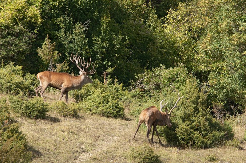 Un''arena molto contesa